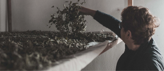 woman holding safe leaves