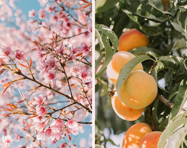 Blossom & Peach