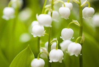 Lily Of The Valley