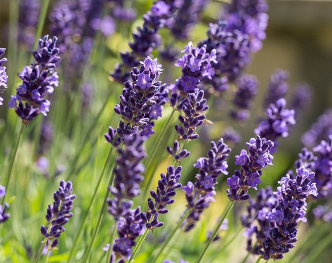 English Lavender