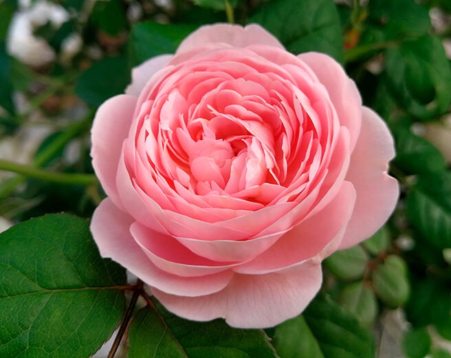 English Rose