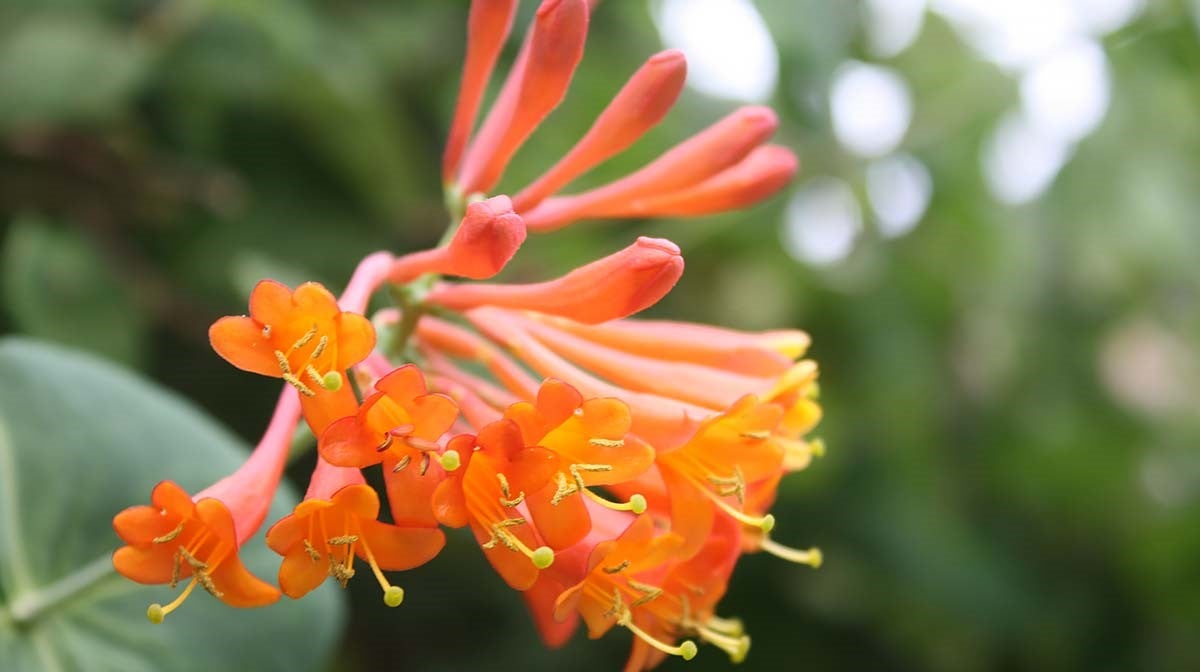 English Honeysuckle