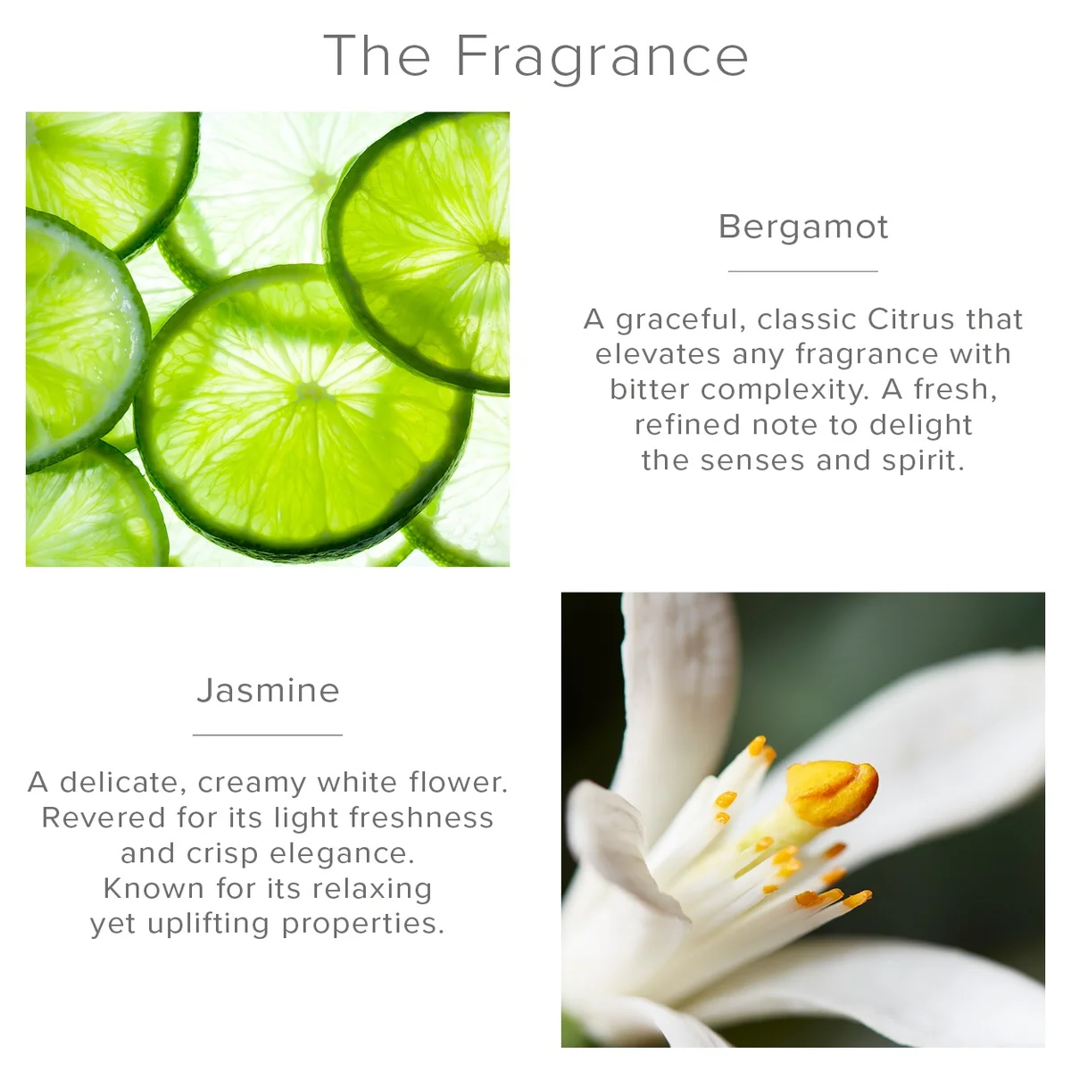 The Fragrance