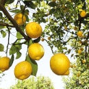 Weleda Citrus olejek do ciała 100 ml
