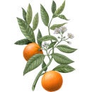 Carrière Frères Diffuser Orange Blossom - Citrus Dulcis - 200 ml