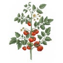 Carrière Frères Diffuser Tomato - Lycopersicon Esculentum - 200 ml