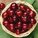 Cherry Stella 7 5l Fruit Plant Homebase