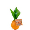 Get Fruity Lookin' Pine Bath Fizzer
