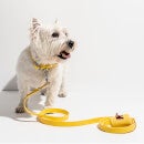 Wild One Dog Collar Walk Kit - Butter Yellow - S