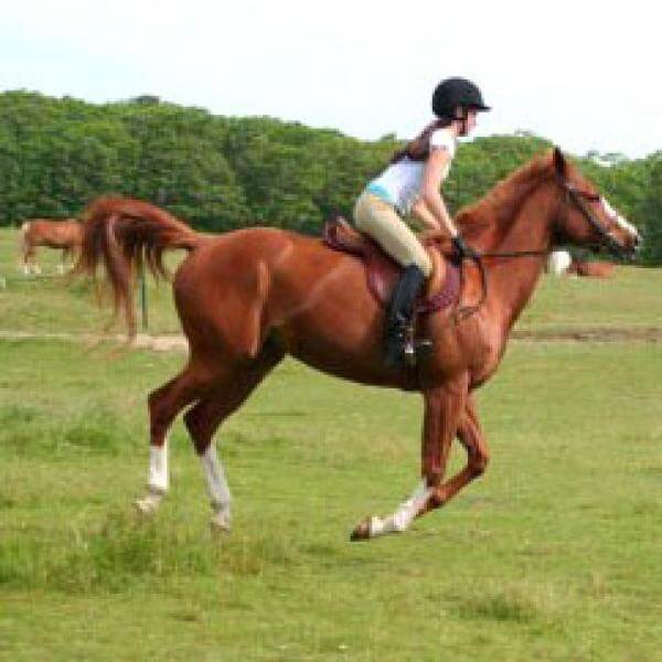 Introduction to Horse Riding for Two