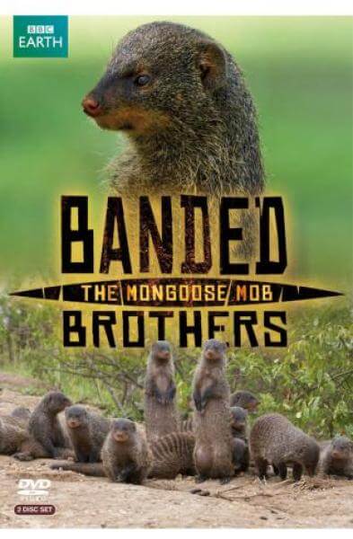 Banded Brothers The Mongoose Mob