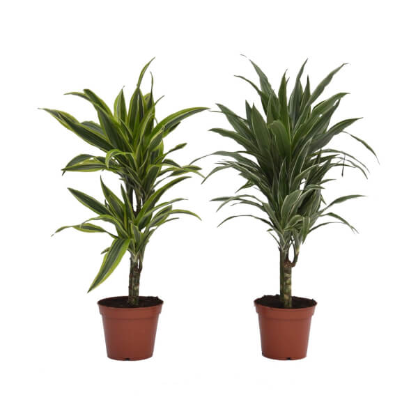 dracaena deremensis mix 17cm homebase
