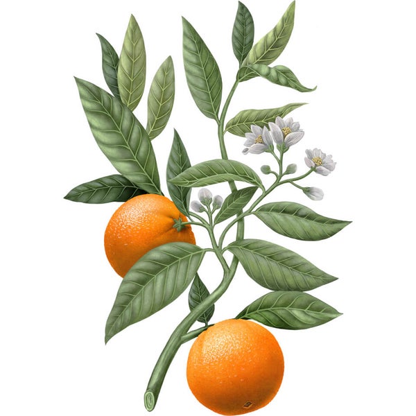 Carrière Frères Diffuser Orange Blossom - Citrus Dulcis - 200 ml 1