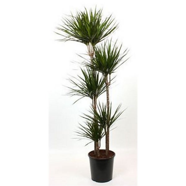 dracaena marginata dragon tree 30cm homebase