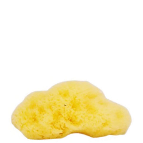 The Natural Sea Sponge Company - Fina Silk Sea Sponge (Approx 3 Inches)