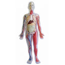 SmartLab Human Body Model