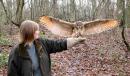 Introduction To Owl Handling 2 For 1