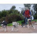 Husky Musher for Two