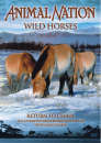 Animal Nation - Wild Horses: Return To India