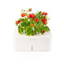 Click & Grow Starter Kit with Mini Tomato