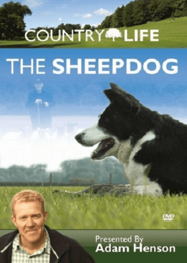 Country Life: The Sheepdog