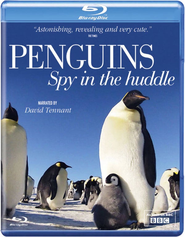 Penguin Spy in the Huddle
