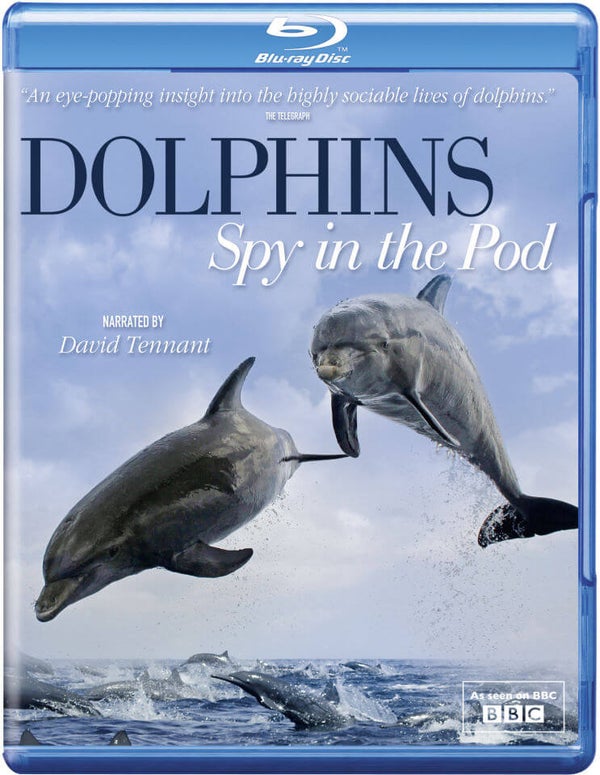Dolphins Spy in the Pod
