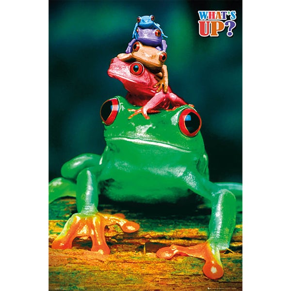5 Frogs Colours - Maxi Poster - 61 x 91.5cm