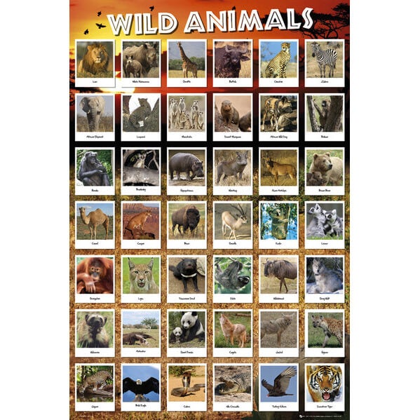 Animals Wild - Maxi Poster - 61 x 91.5cm