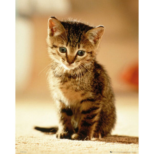 Kitten Sitting - Mini Poster - 40 x 50cm