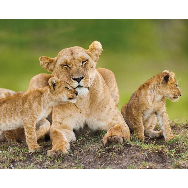 Lioness and Cubs - Mini Poster - 40 x 50cm