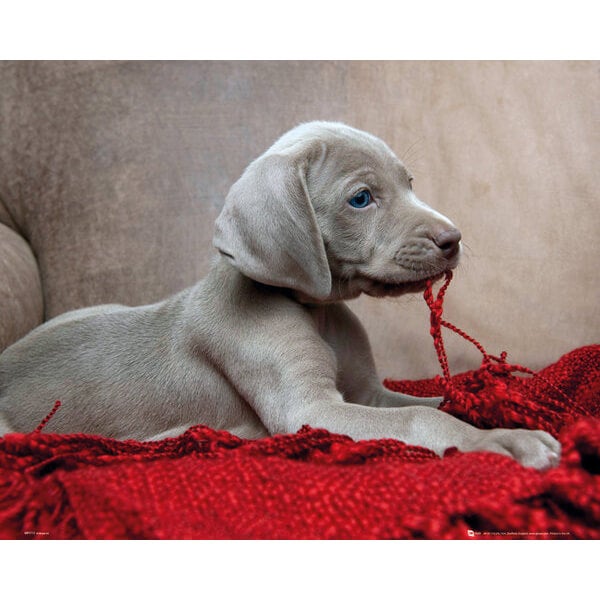 Puppy Red Blanket - Mini Poster - 40 x 50cm