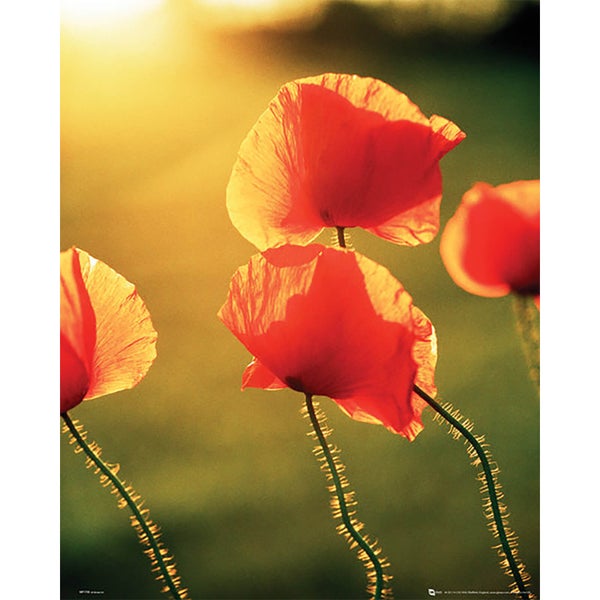 Poppies Glow - Mini Poster - 40 x 50cm