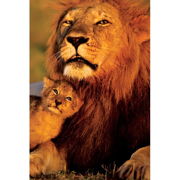 Lion And Cub Maxi Poster - 61 x 91.5cm