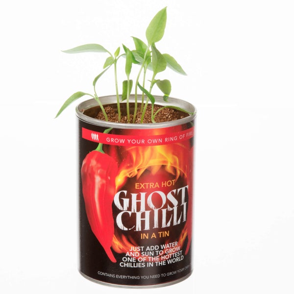 DIY : Faites Pousser Votre Propre Piment - Ghost Chili