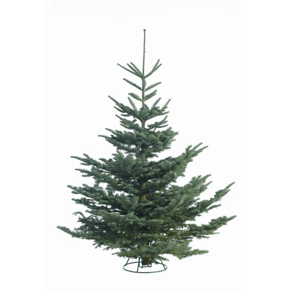 56ft Noble Fir Real Cut Christmas Tree Homebase UK