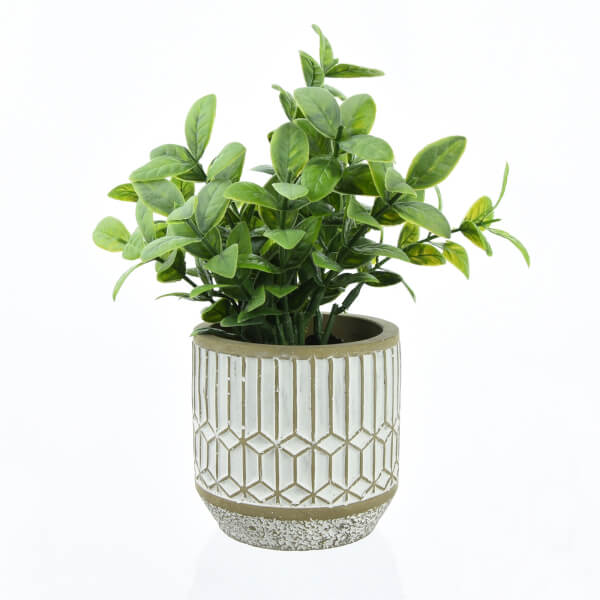 Leafy Plant in Cement Pot Small Homebase