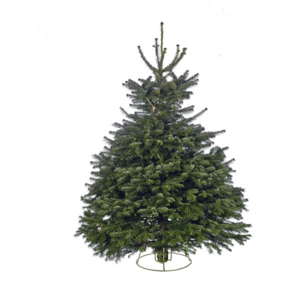 56ft Nordman Fir Real Cut Christmas Tree Homebase UK