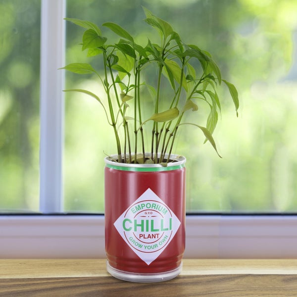 Grow Your Own Chilli