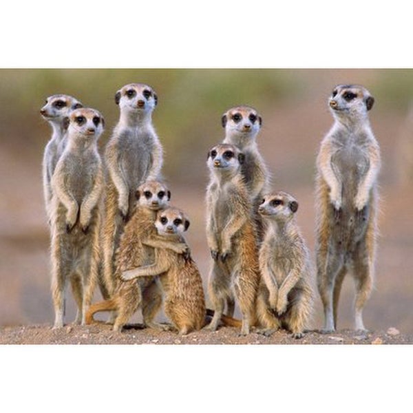 Meerkats Family - 24 x 36 Inches Maxi Poster