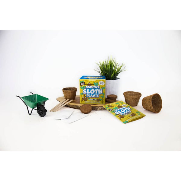 Sow & Grow Sensitive Sloth Plants - IWOOT UK