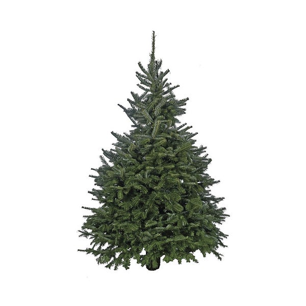 56ft Fraser Fir Real Cut Christmas Tree Homebase UK