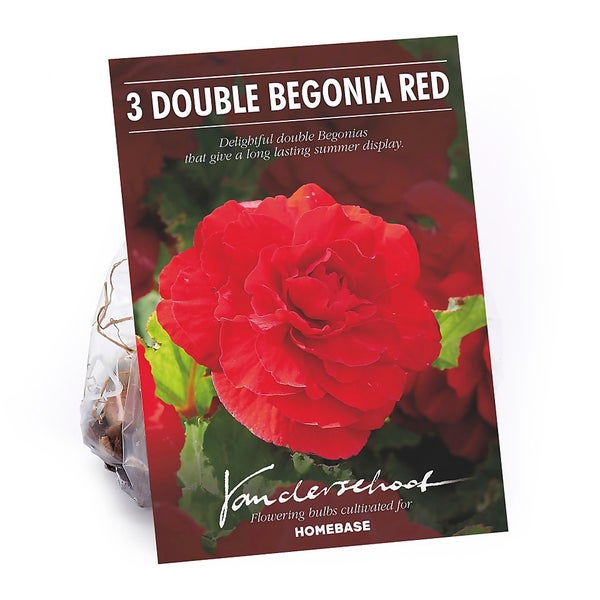 Begonia Red Summer Bloom Bulbs Homebase