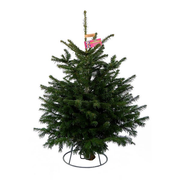 45ft Nordman Fir Real Cut Christmas Tree Homebase