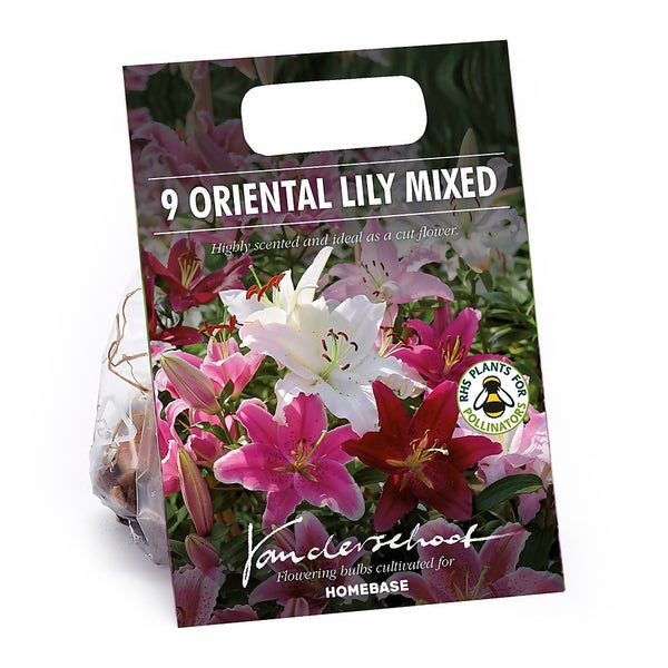 Mixed Lilies Summer Bloom Bulbs Homebase