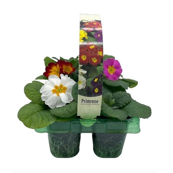 Primrose (Primula Acaulis) Mix 6 pack Spring Bedding Plants Homebase