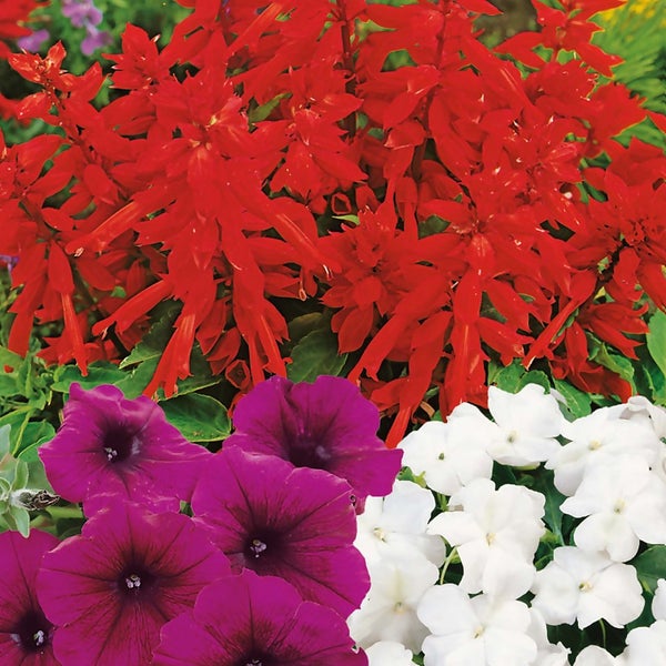 24 Pack Bedding Plants Selection Summer Homebase