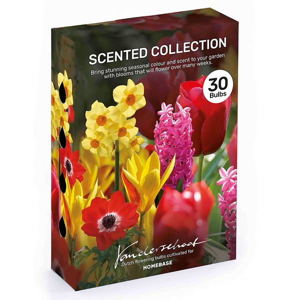Scented Collection Garden Bulbs Homebase