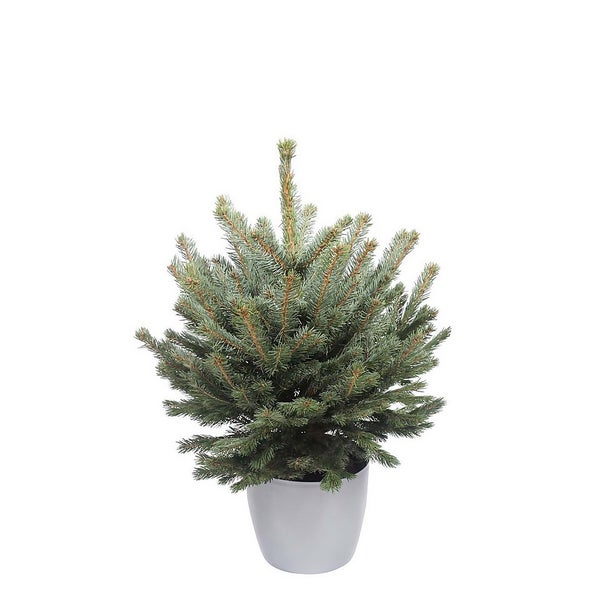1.52ft Living Pot Grown Blue Spruce Real Christmas Tree Homebase