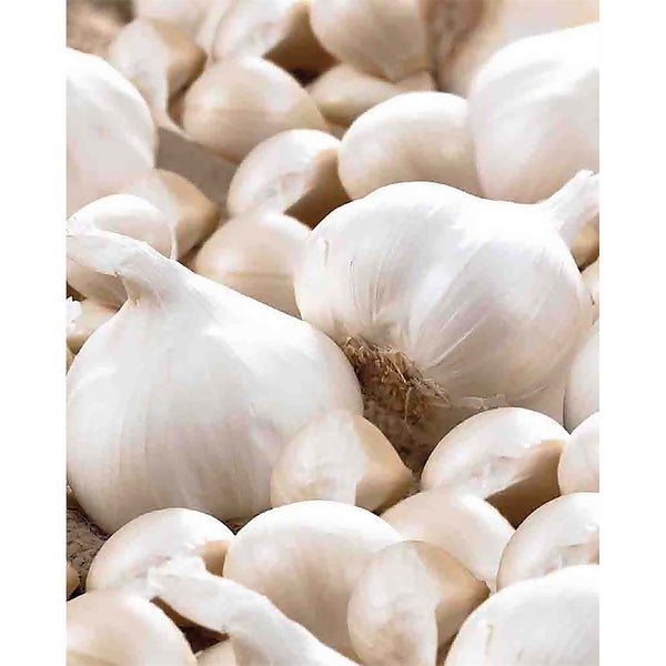 Casablanca' Garlic Homebase